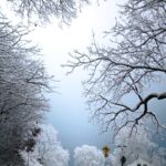 Scenic snowy road bending through a winter landscape under tree branches.