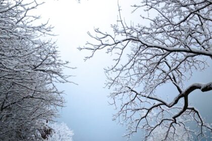 Scenic snowy road bending through a winter landscape under tree branches.