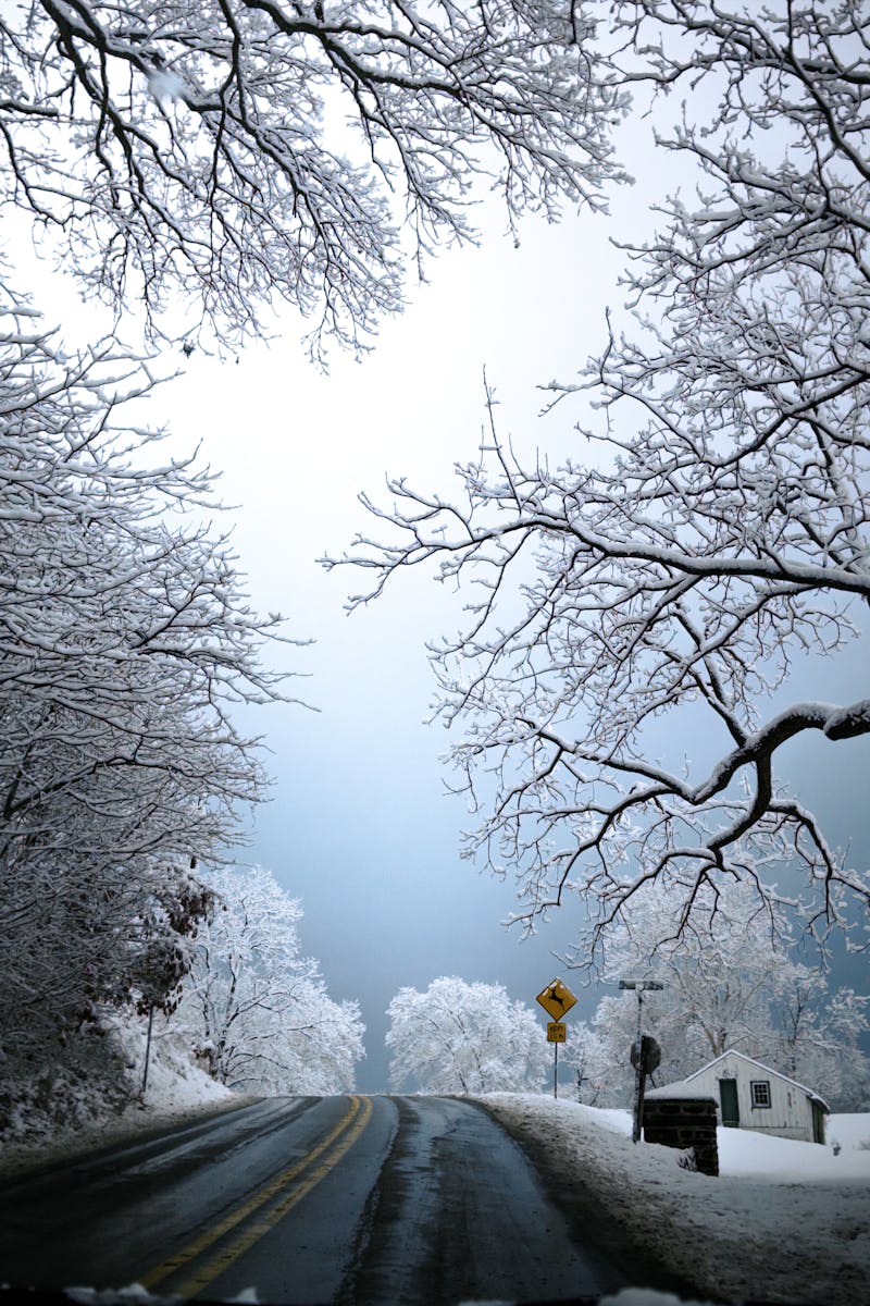 Scenic snowy road bending through a winter landscape under tree branches.